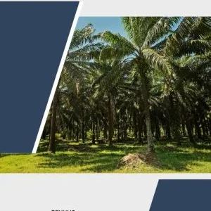 Komoditas Unggulan Di Pulau Sumatera